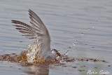 2013-08-22 flussseeschwalbe 1200x800 img 3174