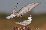 2013-08-23 weissbartseeschwalben 1200x800 img 3610