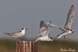 2013-08-23 weissbartseeschwalben 1200x800 img 3744