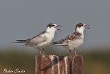 2013-08-23 weissbartseeschwalben 1200x800 img 3772