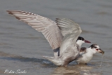 2013-08 Neusiedler See
