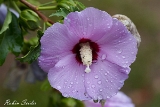 2013-08-27 blume 1200x800 img 4126 2