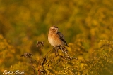 2013-08-29 braunkehlchen 1200x800 img 4962