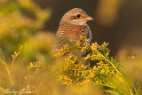 2013-08-29 neuntoeter weibchen 1200x800 img 4713