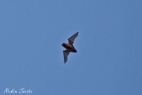 2013-08-30 fledermaus 1200x800 img 5522
