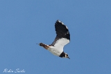 2013-08-30 kiebitz 1200x800 img 5280