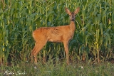 2013-08-30 reh 1200x800 img 5030