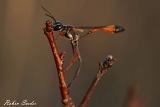 2013-08-30 sandwespe 1200x800 img 5494