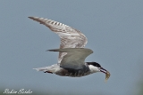 2013-08-30 weissbartseeschwalbe 1200x800 img 5309