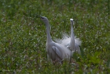 20140607 Seidenreiher HP IMG 5835
