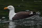 20140612 Mantelmoewe HP IMG 6347