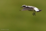 20140612 Steinschmaetzer HP IMG 6241