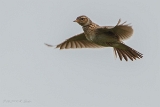 20140613 Feldlerche HP IMG 6640