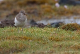 20140613 Flussuferlaeufer HP IMG 6560