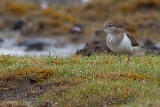 20140613 Flussuferlaeufer HP IMG 6564