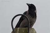 20140613 Nebelkraehe HP IMG 6914