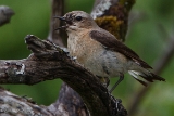 20140613 Steinschmaetzer HP IMG 6731
