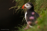 20140615 Papageitaucher HP IMG 7338