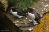 20140615 Trottellumme HP IMG 7153