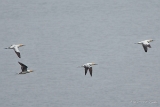 20140616 Basstoelpel HP IMG 8325