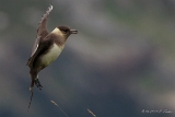 20140616 Schmarotzer Raubmoewe HP IMG 8085