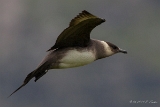 20140616 Schmarotzer Raubmoewe HP IMG 8112
