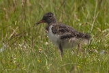 20140618 Austernfischer HP IMG 8813