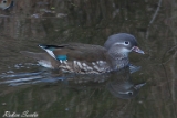 2013-04-01 mandarinente 750x500 img 6578