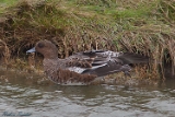 2012-11-02 pfeifente weibchen 750x500 img 2955