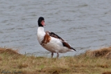 2012-11-04 brandgans 750x500 img 3316