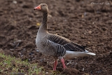 20140223 graugans hp img 0418