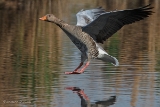 20140425 graugans hp img 3434bearbeitet