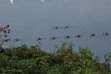 20140907 Graugans HP IMG 1050