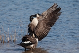 20140309 kanadagans hp img 0889