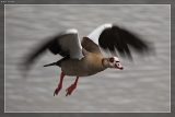 Nilgans