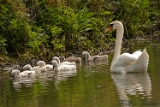 2012-06-07 hoeckerschwan 750x500 img 7275