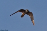 2012-09-16 baumfalke 750x500 img 0979