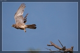 2015TurmfalkeIMG 3240