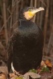20131031 kormoran hp img 9039