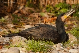 20131031 kormoran hp img 9046