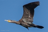 20140824 Kormoran HP IMG 0189