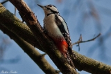 2013-02-14 buntspecht 750x500 img 5112