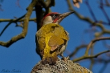 2012-02-10 gruenspecht 750x500 img 4903