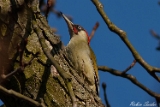 2012-02-10 gruenspecht 750x500 img 4929