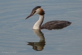 20140823 Haubentaucher HP IMG 9021