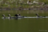 Prachttaucher : Prachttaucher, Schottland, Vögel