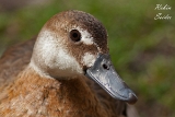 Entenvoegel