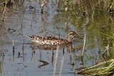 20140425 knaekente weibchen hp img 3250bearbeitet