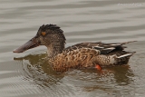 20140914 Loeffelente maennchen HP IMG 1567