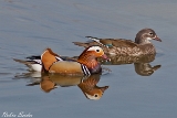 Mandarinente